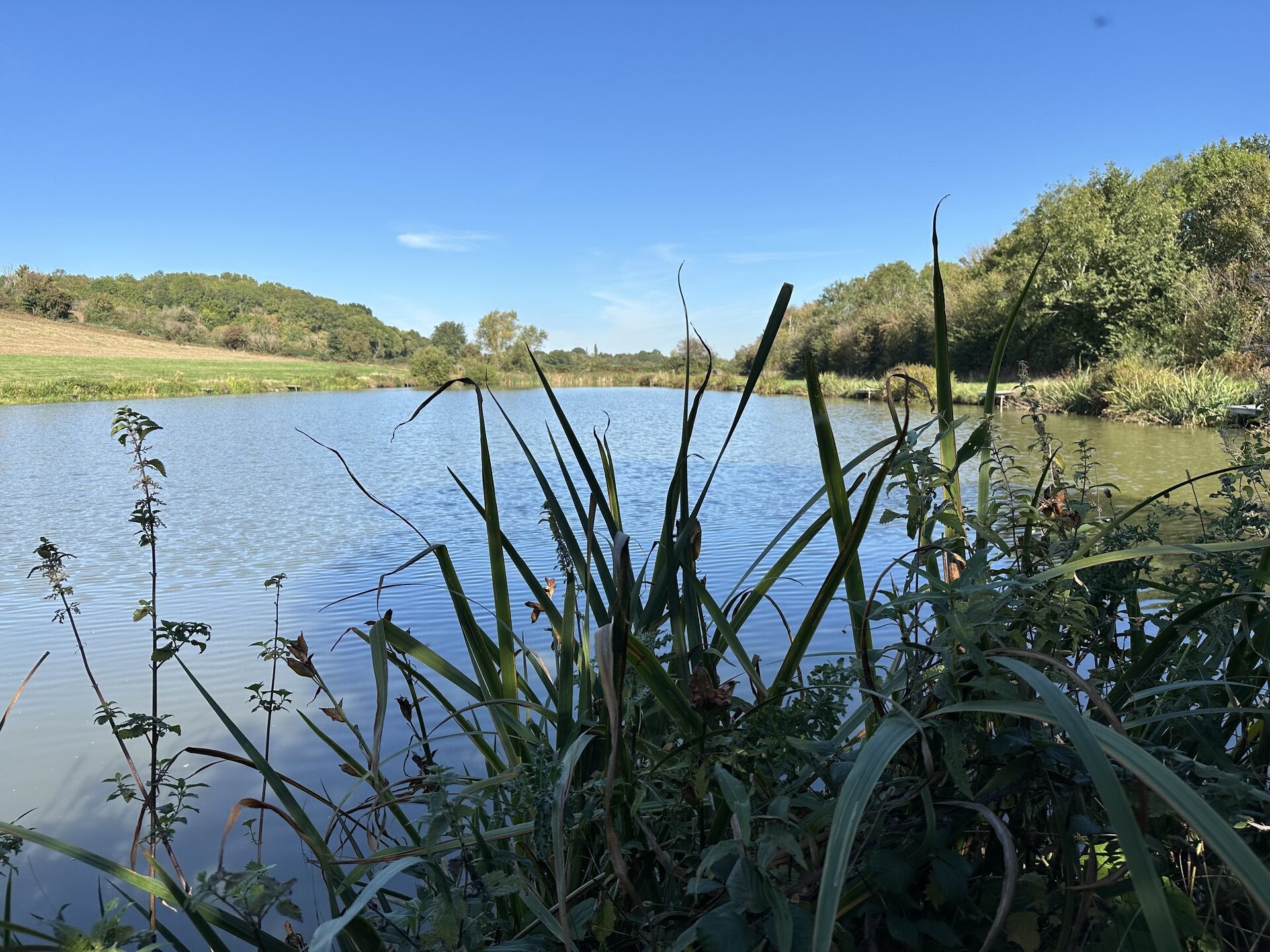 The lakes at Green Hill Fishery